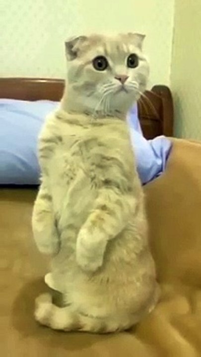 Whats_Are_u_doing_Confused_Catty__#cat_#ceo_cat(360p)