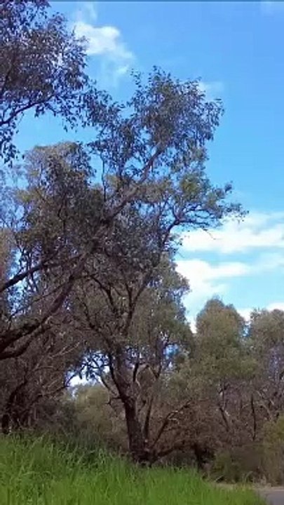 Yangebup Lake 7