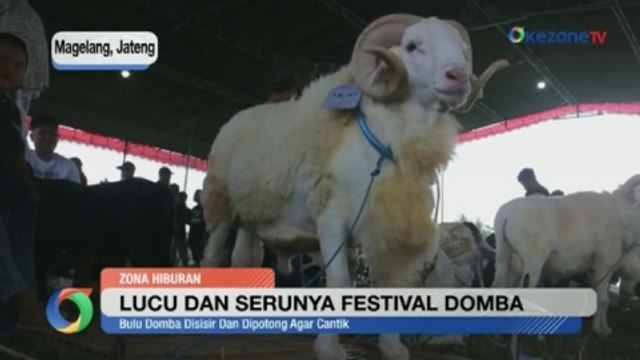 Lucu dan Menggemaskan Lihat Ratusan Domba pada Kontes Domba di Magelang