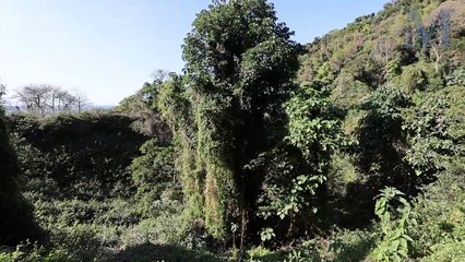 Kiama tyre dump  | August 6, 2024 | Illawarra Mercury