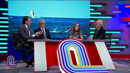 Una ballena apareció en plena competencia de los Juegos Veraniegos en Tahití