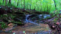 Mini Waterfall in the Forest: Gentle Nature Sounds for Tranquil Relaxation