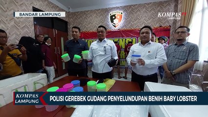 Polisi Gerebek Gudang Penyelundupan Benih Baby Lobster