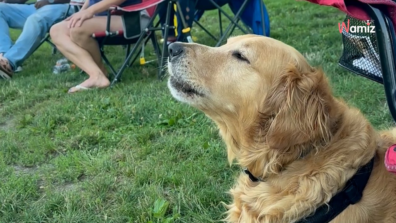 Video. Golden Retriever ha un talento speciale: fa scalpore tra i passanti e gli internauti