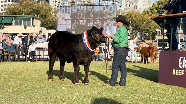 Grand champion steer Royal Queensland Show | Queensland Country Life