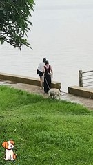 Puppy Pandemonium: A Bundle of Joy in Every Frame