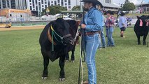 Led steers at Royal Queensland Show | Queensland Country Life