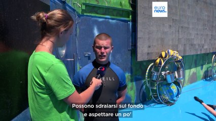 Odessa, anche i delfini percepiscono la guerra nell'ambiente che li circonda