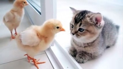 Is the cat trying to kill the chicks?