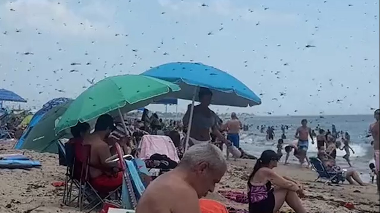 Libellenschwarm am Misquamicut Beach in Rhode Island