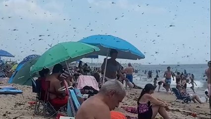 Libellenschwarm am Misquamicut Beach in Rhode Island