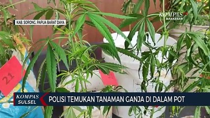 Polisi Temukan Tanaman Ganja Di Dalam Pot di Sebuah Pondok lahan Kebun Warga