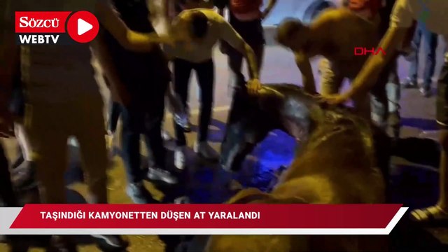 Taşındığı kamyonetten düşen at yaralandı