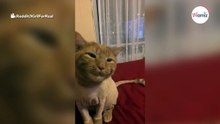 Katze macht seltsame Geräusche: Tierarzt wirft sich auf Boden vor Lachen (Video)