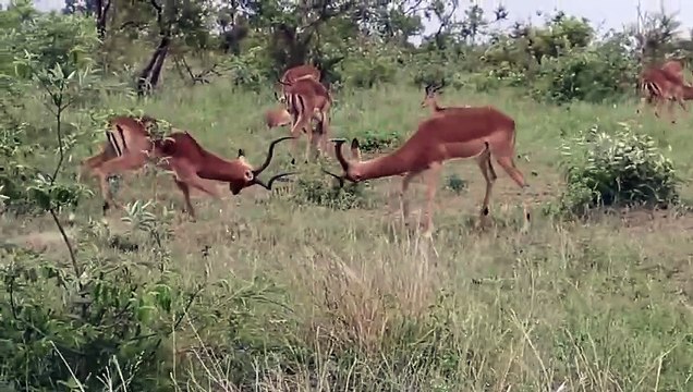 Are you asking for a list of potential titles for someone named Hiran? If so, could you provide more context about Hiran's role or the purpose of the title? For example, is it for a professional position, a creative work, or something else?