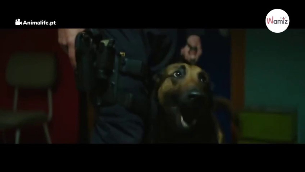 Schäferhund am Flughafen bellt laut: Reisender hat das schlimmste aller Verbrechen begangen