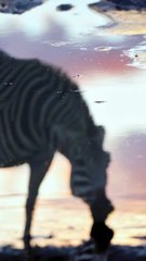 Zebra beautiful view drinking water