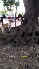 Monkeys and Dogs War. Which team will win  #memes