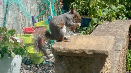 Charming squirrel relishes juicy strawberries in a cozy garden setting