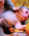 Newborn Baby Monkey Makes Its Debut