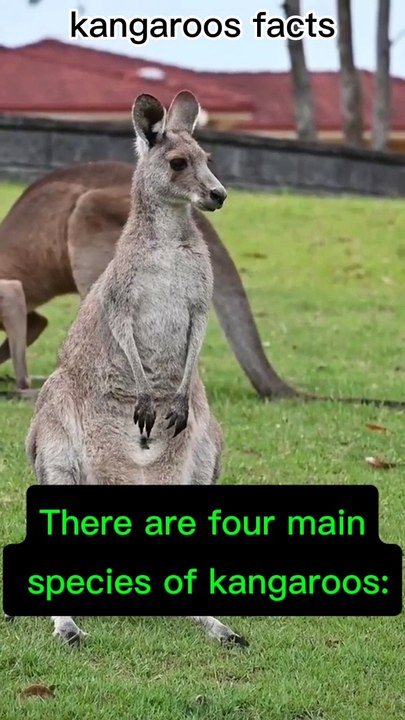 Facts of Kangaroos