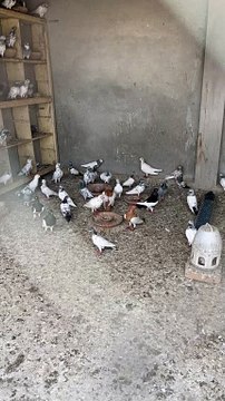 #trending #usa #viral #shortvideo #baby #pet #animals #birds #pigeon #pigeonlove #danish #magpies