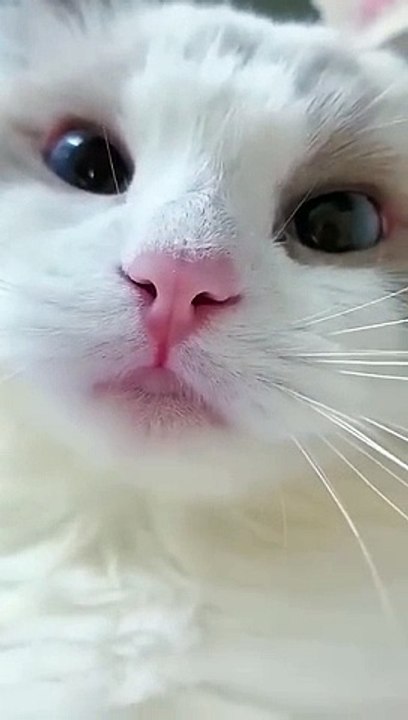 Cat_Meowing_____Cat_Voice____Cute_Cat_Voice_Short__Video_#shorts_#cat_#catlover(360p)