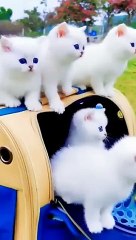 cute_cat_#funny_cat_#shorts_#cute_baby_cat_#beautiful_white_cute_cats_#youtubeshorts(360p)