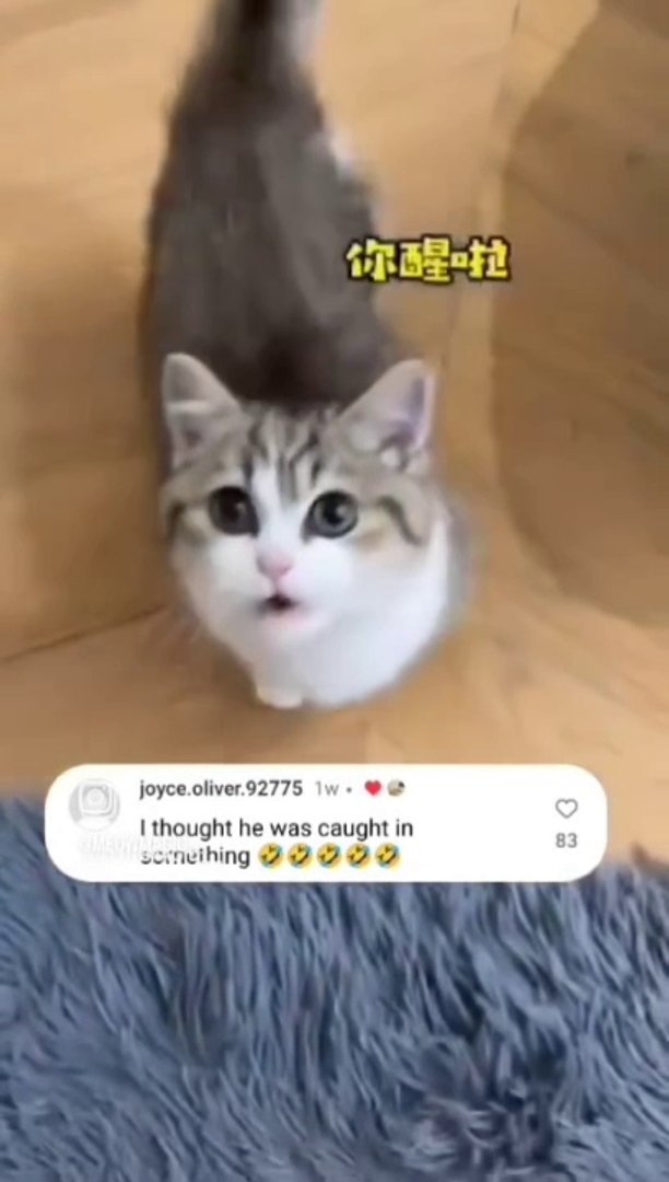 ⁣Cat Lovers | Cat Video | Cat Funny Video