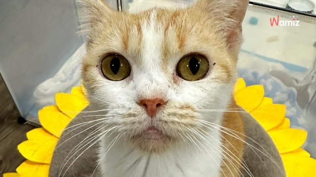 Ces chatons n'ont connu que les barreaux de leur cage : 1 mois plus tard, elle leur fait un cadeau inespéré