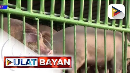 Outbreak ng African swine flu sa Batangas, kinumpirma ni D.A. Sec. Tiu Laurel Jr.