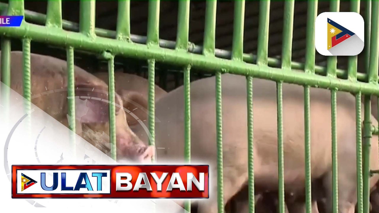 Outbreak ng African swine flu sa Batangas, kinu...