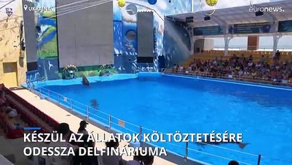 Az ukrajnai delfinek is érzik, hogy harcok folynak a közelben