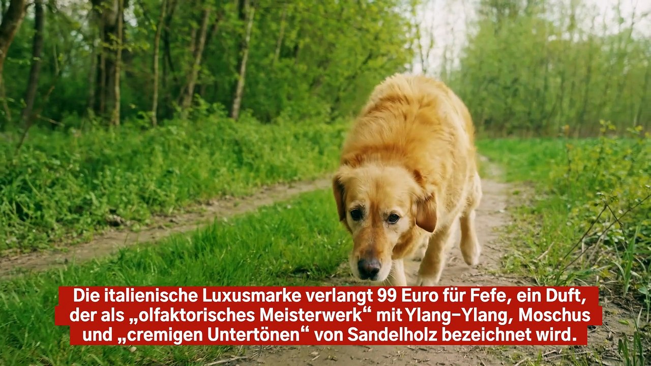 Dolce   Gabbana bringt Luxus-Hundeparfüm Fefe auf den Markt