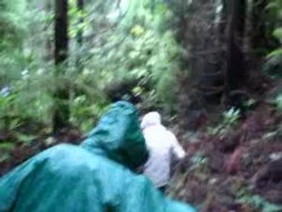 Au coeur de la jungle