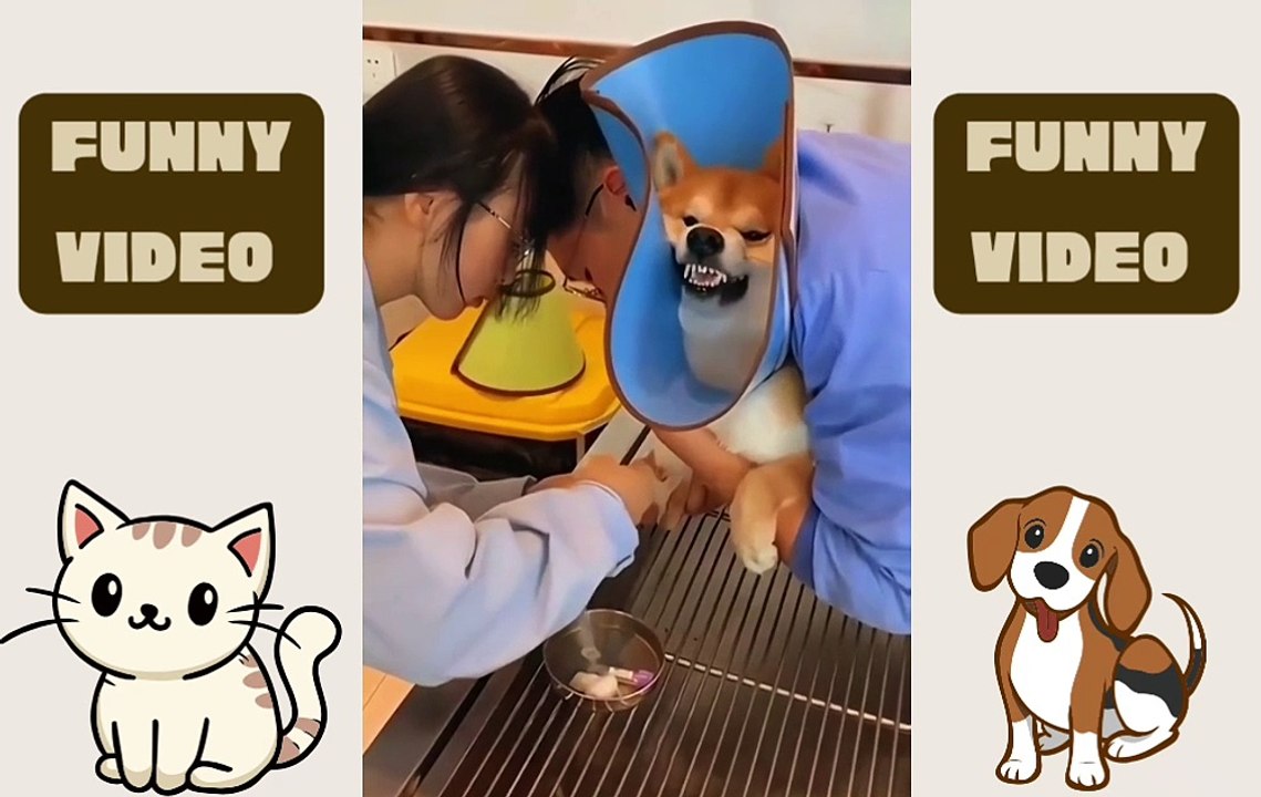 Funniest Pet Moments