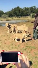 Our walk with the Lions in South Africa