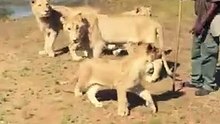 Our walk with the Lions in South Africa