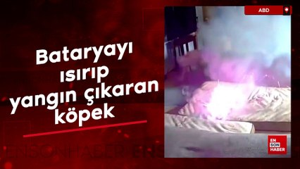 ABD'de bataryayı ısırıp yangın çıkaran köpek