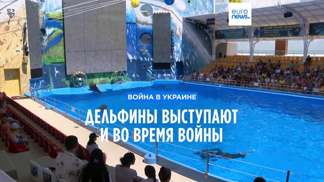 Дельфины в Одессе тоже знают о войне