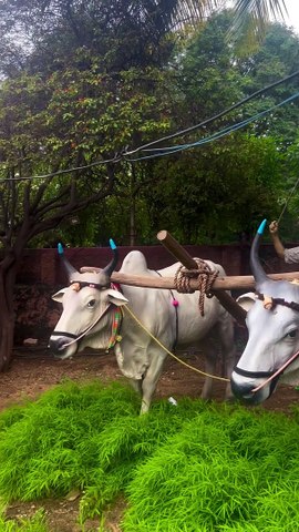Shilparamam, Hyderabad ...#instagram #instagramreels #weekend #sunday #outing #shilparamam #shilparamamhyderabad #hyderabad #viral #réel #reels #hiteccity #instagood #feelgood #culture #sowjanyaaa