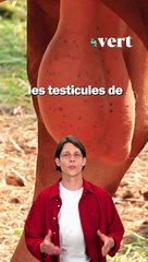 Quoi, du plastique dans les cou*lles ??!