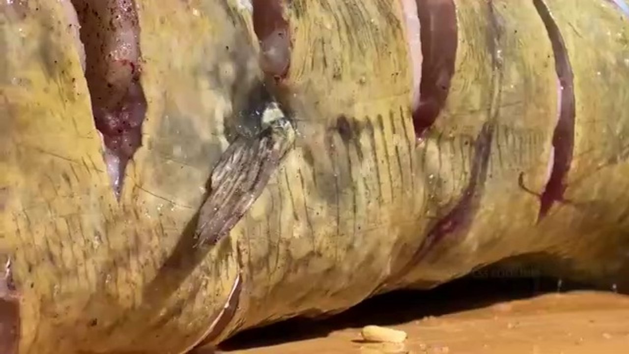 Caught a huge fish and cooked it in a big tandoor