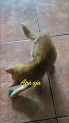 Cute little orange kitten playing