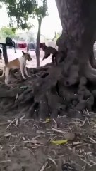 Monkeys and Dogs War Which team will win