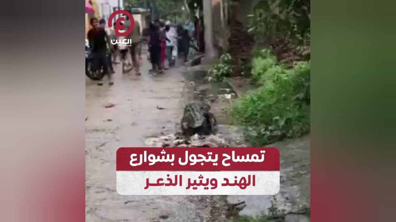 تمساح يتجول بشوارع الهند ويثير الذعر