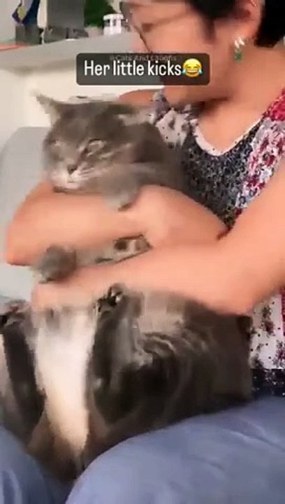 funny cats episode 62