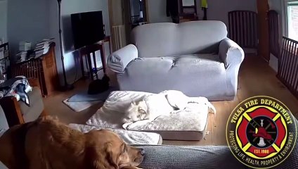 Cão morde \'power bank\' e ateia incêndio em casa. Momento ficou gravado