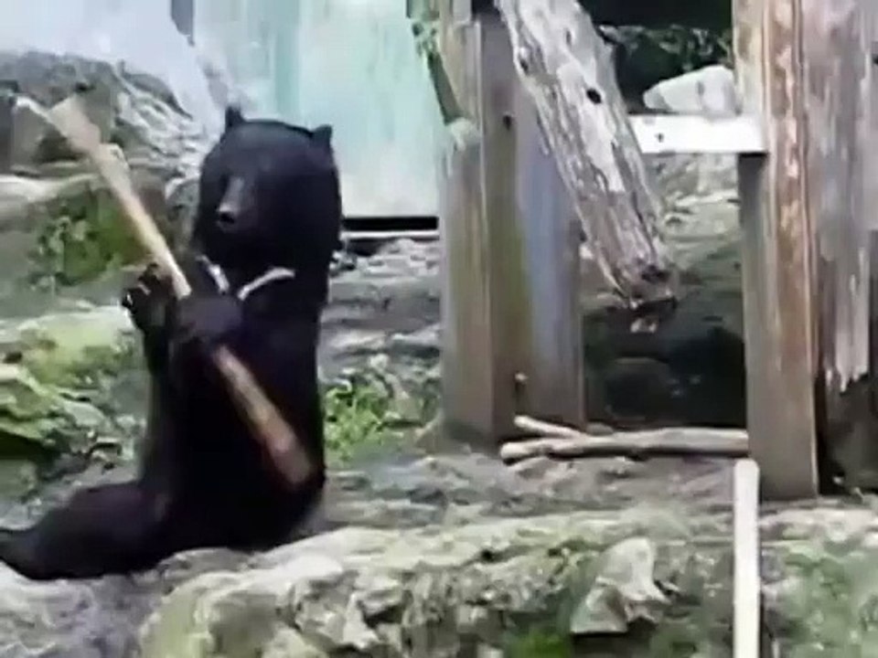 Kung fu bear???