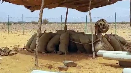 Sudan Tarımsal Kalkınma Projesi